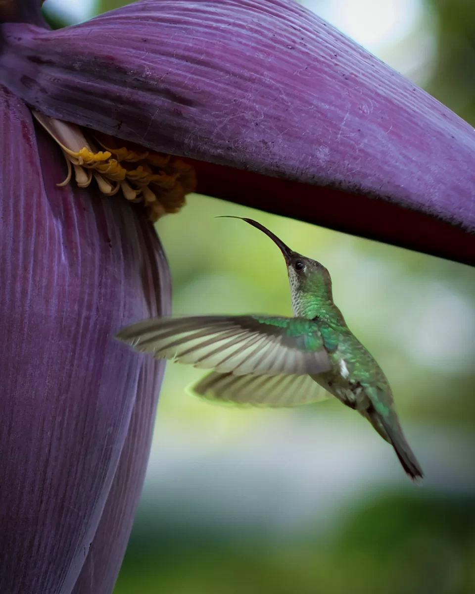 Mencion Especial Colobri Nectar De Quisqueya Perla De La Cruz