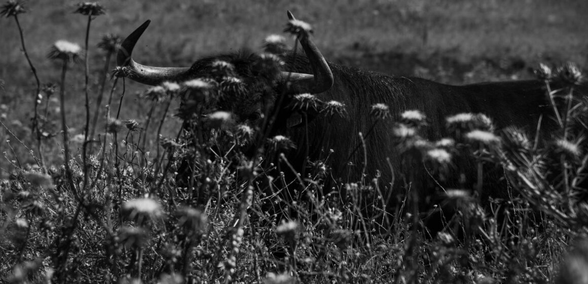 sofia_torres_prida_tauromaquias_mam_roro_nereus (6) La Sangre Sin Color: Tauromaquias de Sofía Torres Prida