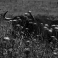 La Sangre Sin Color: Tauromaquias de Sofía Torres Prida