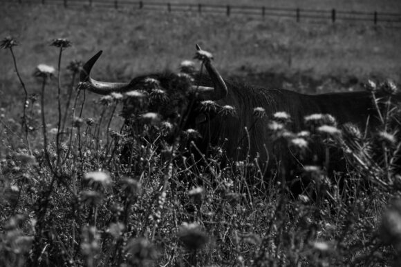 sofia_torres_prida_tauromaquias_mam_roro_nereus (6) La Sangre Sin Color: Tauromaquias de Sofía Torres Prida